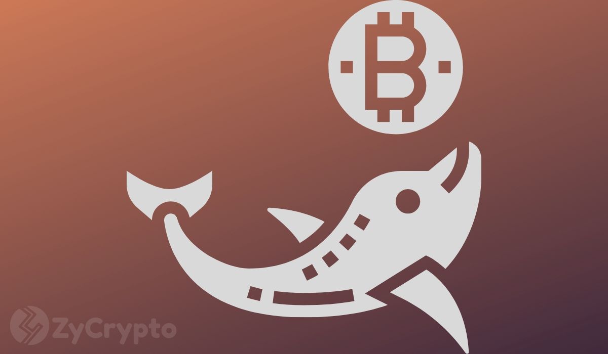 Bitcoin Whales Are Propping Markets As Bulls Regain $9,000