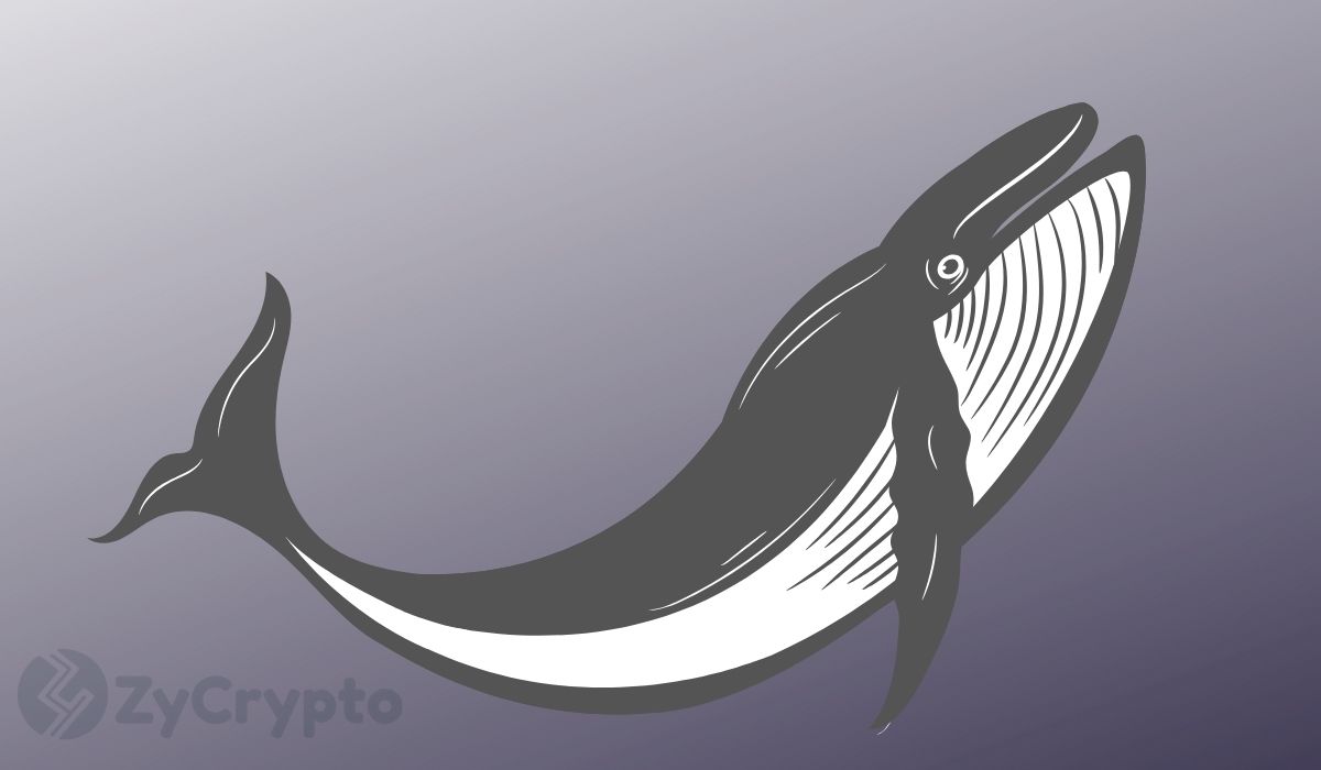 Whales Are Responsible For Bitcoin’s Latest Rally, NOT China: Peter Schiff